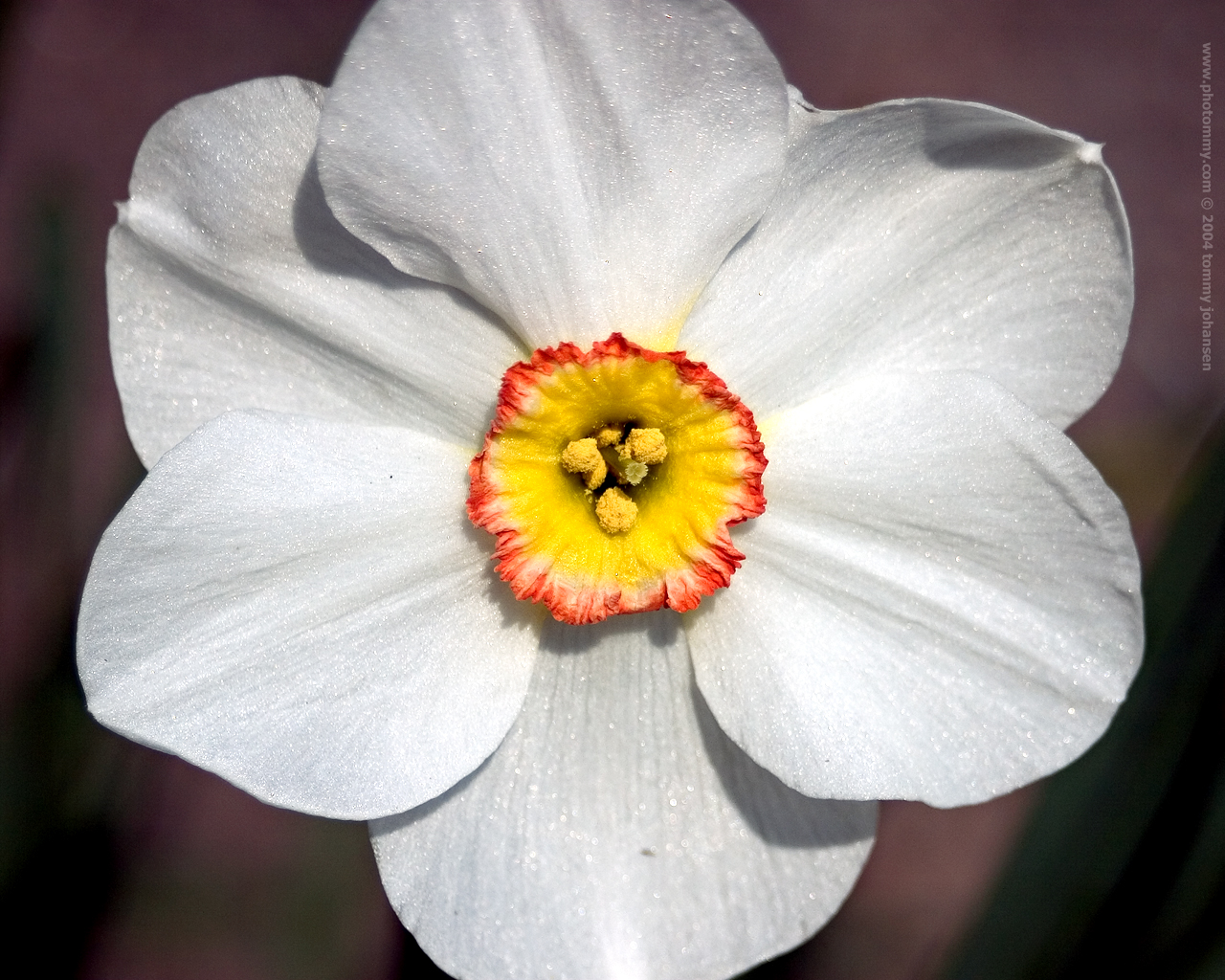 Daffodil symbol