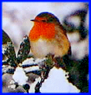 Robin Redbreast