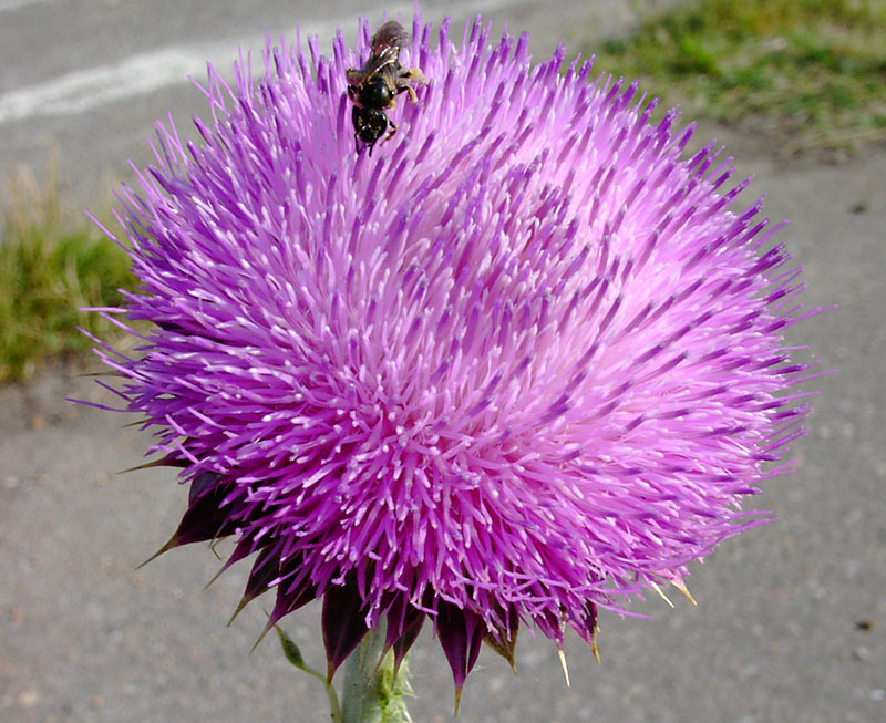 Thistle